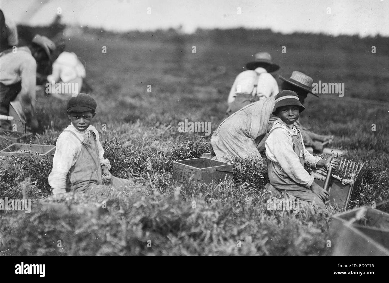 Arthur Fernande, said 8 years old, picking cranberries by hand, and brother Charlie said he was 9 picking with a scoop. Said they work from 9 till 5. Wareham, Mass, September 1911 Stock Photo