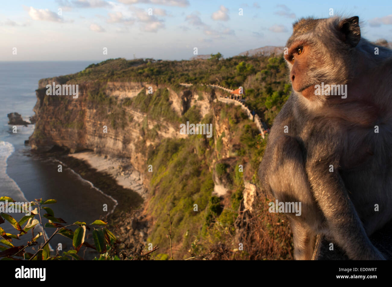 Monkeys along the cliffs next to the Ulu Watu temple Pura Luhur. Bali. Uluwatu Temple is a Hindu temple set on the cliff bank in Stock Photo