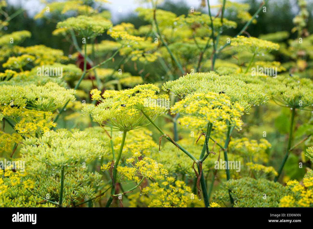 Massed Fennel flowers present a striking image throughout this large herb garden Stock Photo