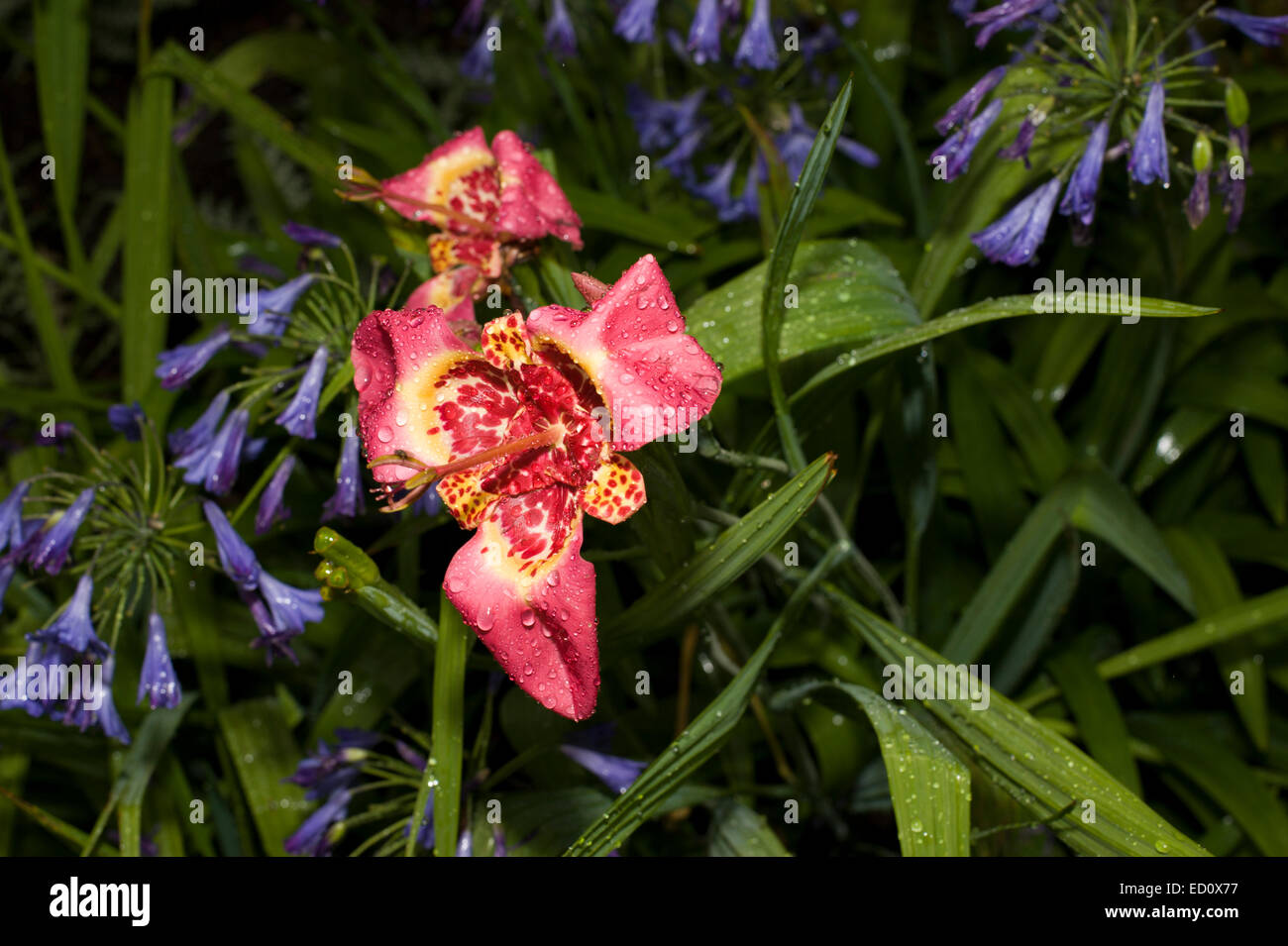 toad lily Tricyrtis and Agapanthus or Blue African lily in flower within a damp corner of a cottage style garden. Stock Photo