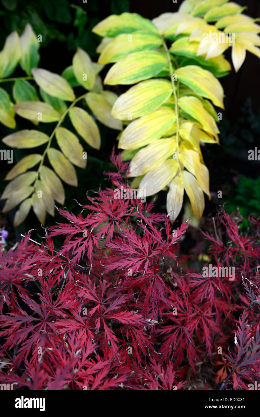 acer palmatum garnet polygonatum biflorum autumn autumnal fall color