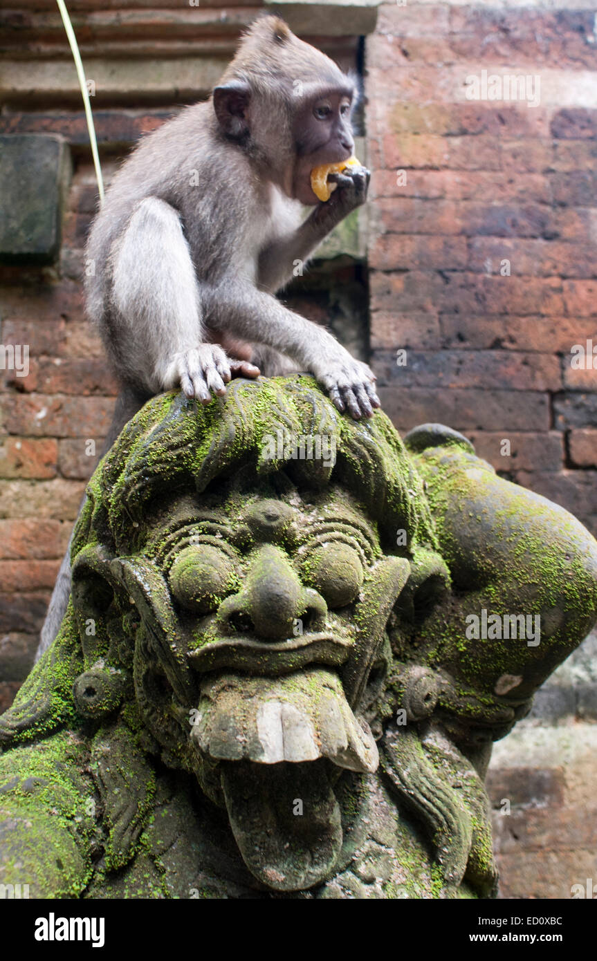 Monkeys having fun on stone statues of Hindu Holy Monkey Forest. Ubud. Bali. Laughter. The Ubud Monkey Forest is a nature reserv Stock Photo