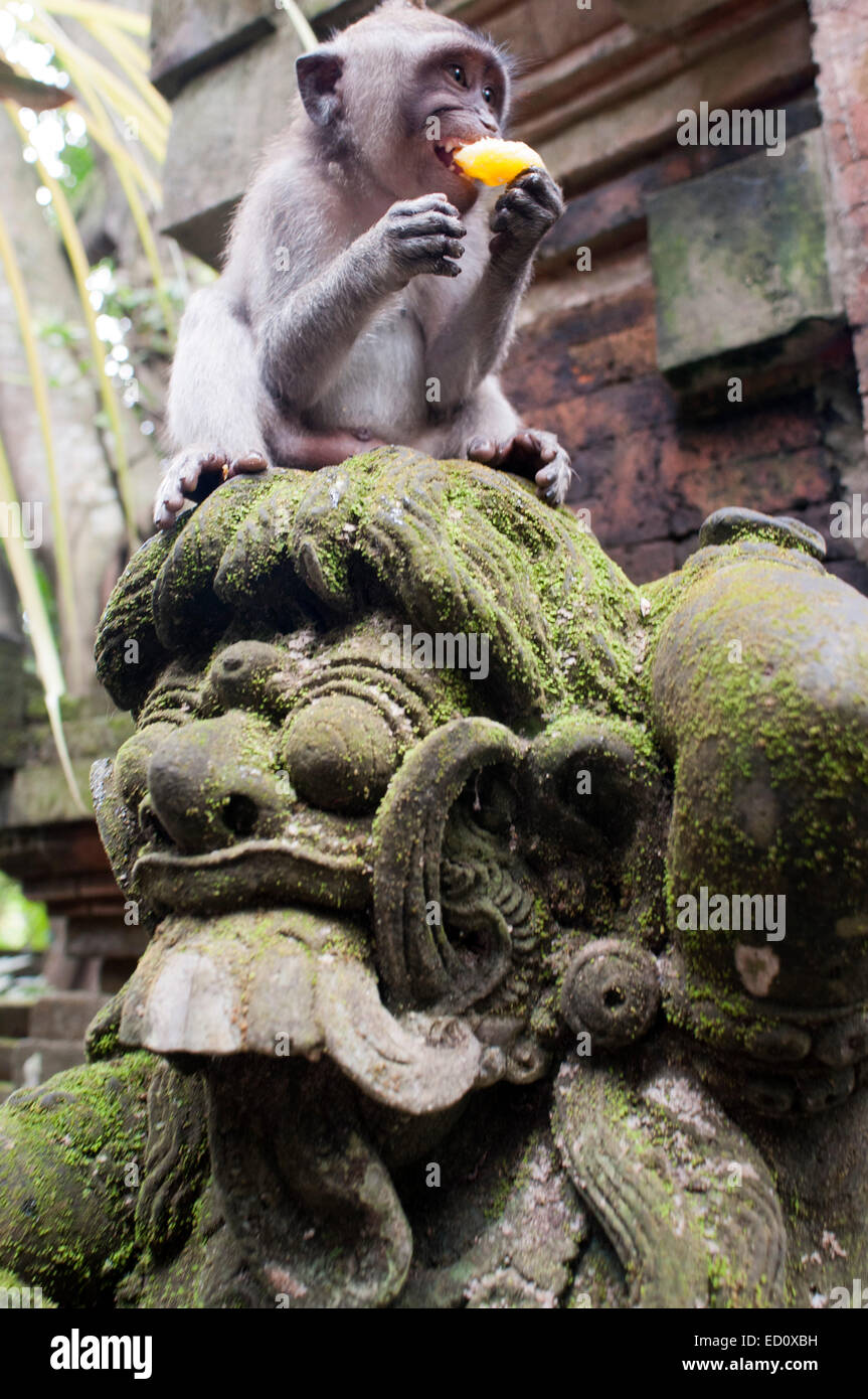 Monkeys having fun on stone statues of Hindu Holy Monkey Forest. Ubud. Bali. Laughter. The Ubud Monkey Forest is a nature reserv Stock Photo