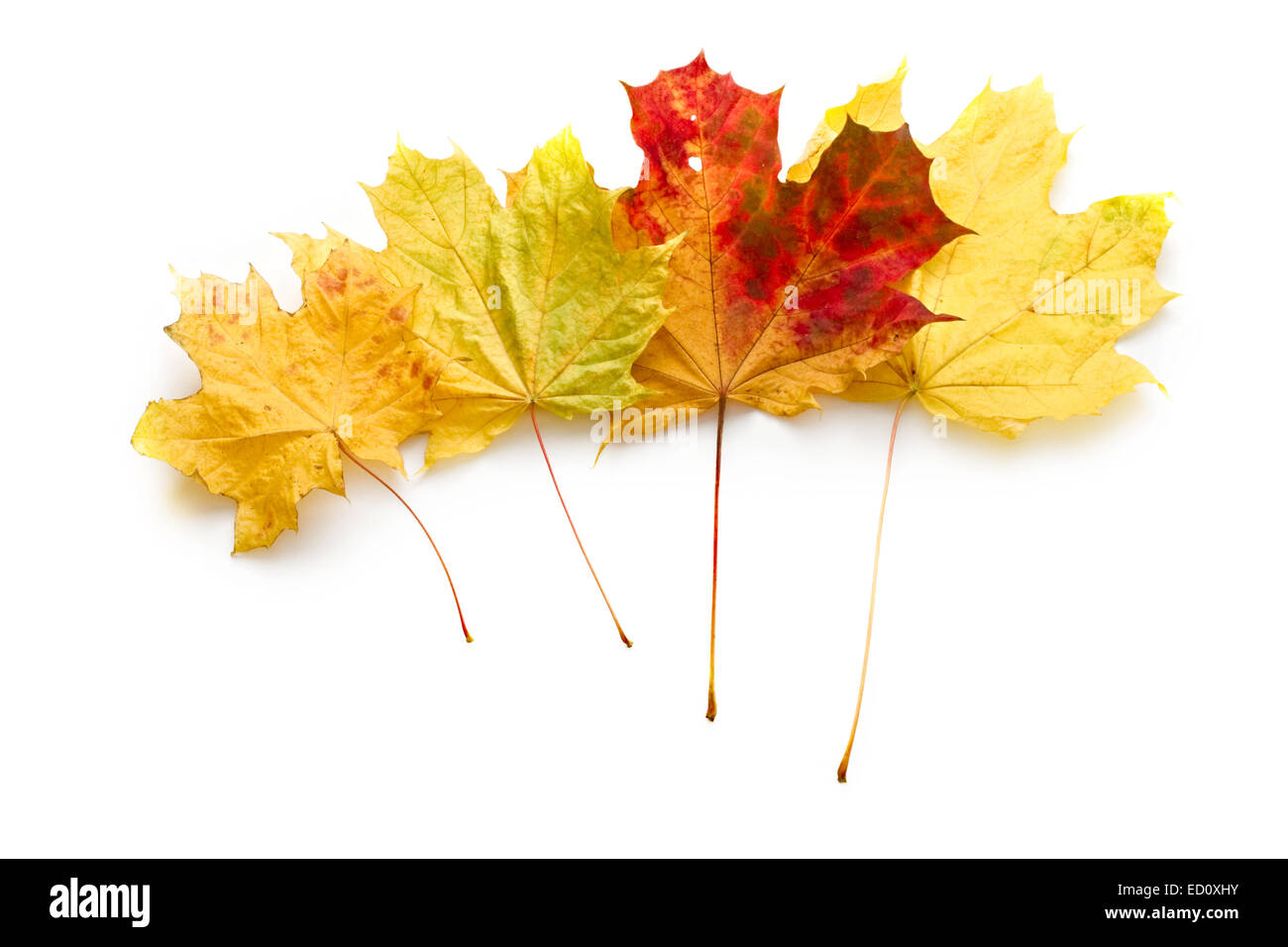 Leaves isolated on the white background Stock Photo - Alamy