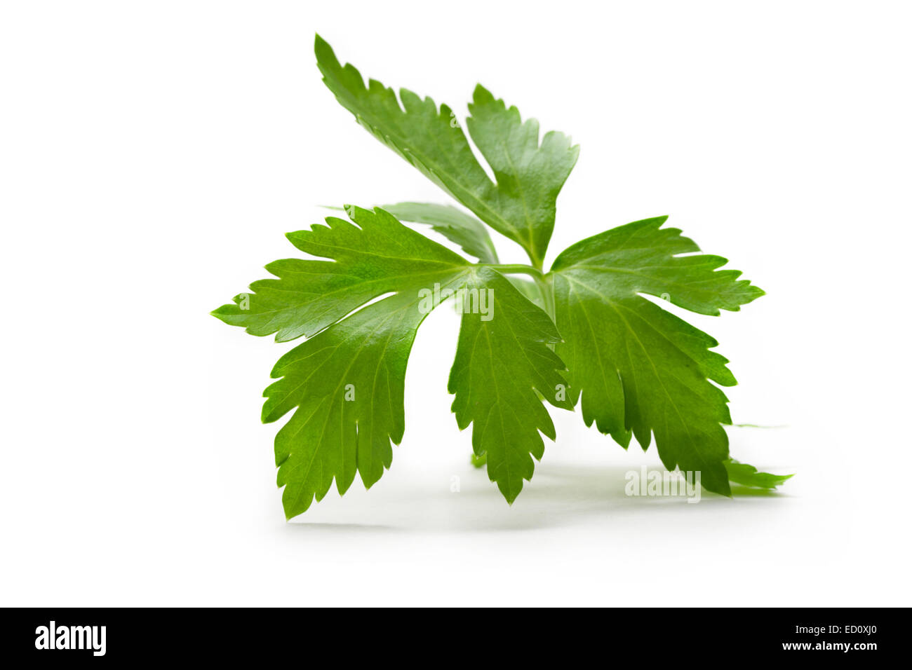 Curly parsley plant Cut Out Stock Images & Pictures Alamy