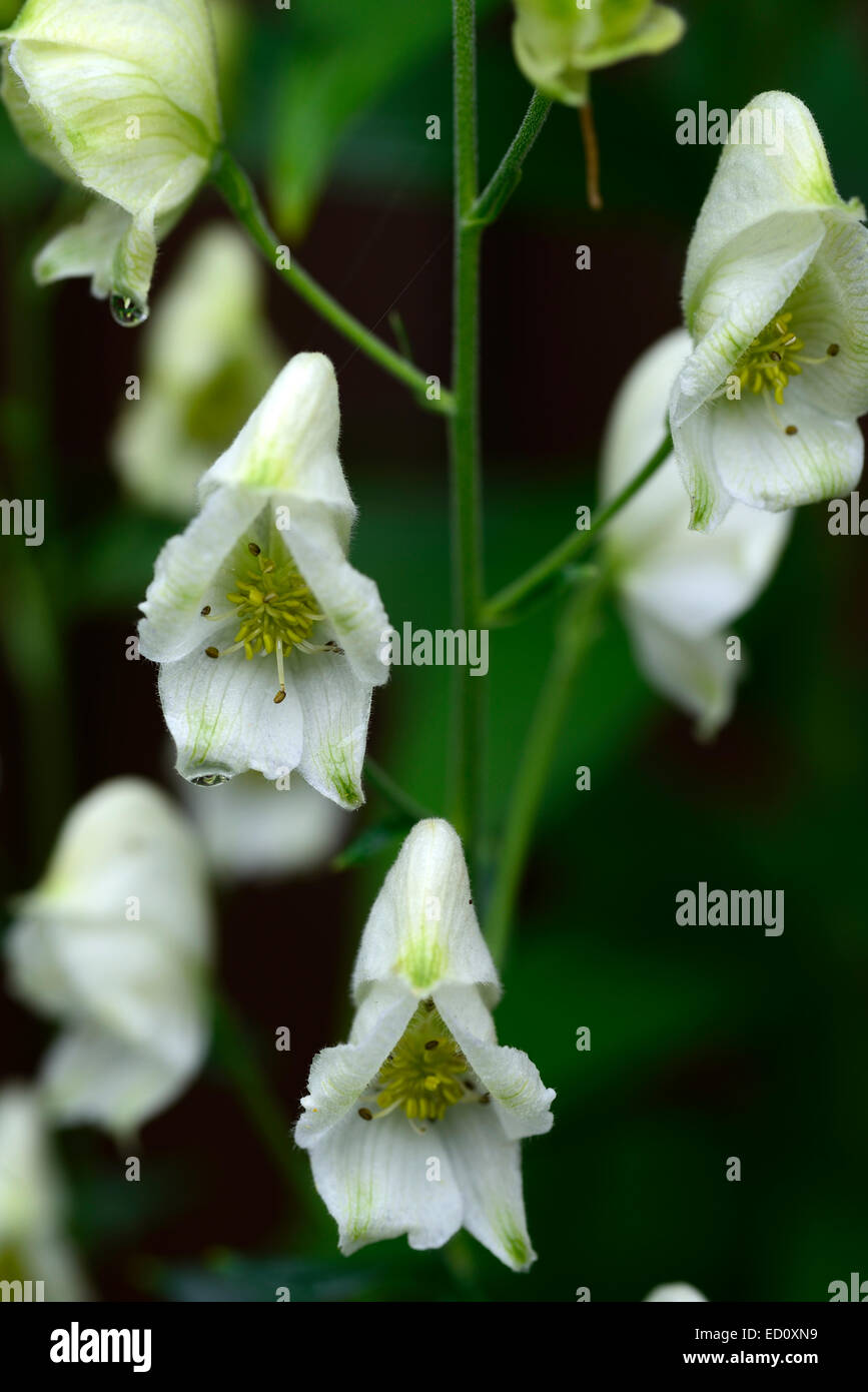 Aconitum lycoctonum syn septentrionale Ivorine white flowers flower northern wolfsbane monks hood poisonous RM Floral Stock Photo