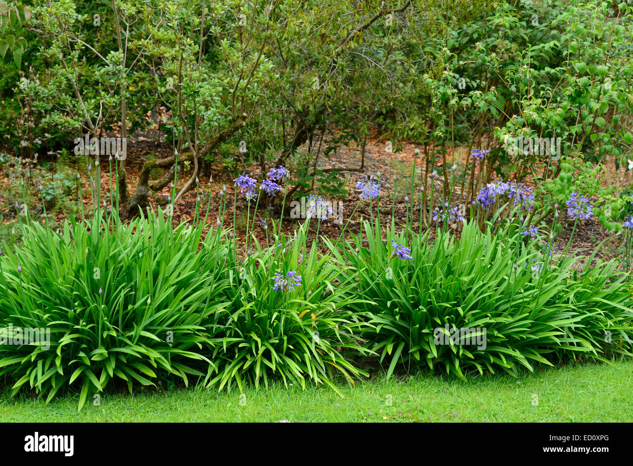agapanthus birr castle garden gardens RM Floral Stock Photo