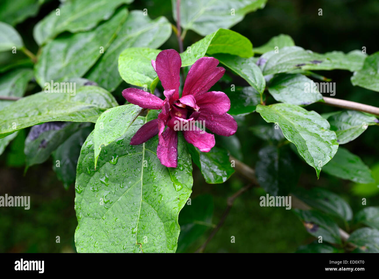 Sinocalycalycanthus Raulstonii Red Burgundy Flower Flowers Shrub Shrubs Carolina Allspice Flowering Scent Scented Rm Floral Stock Photo Alamy