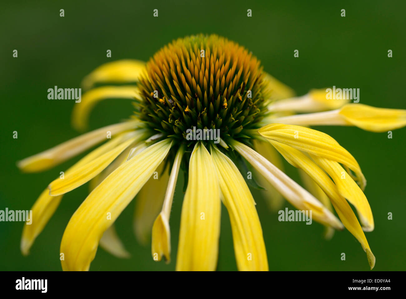 Echinacea purpurea Harvest Moon yellow coneflower flowers perennial