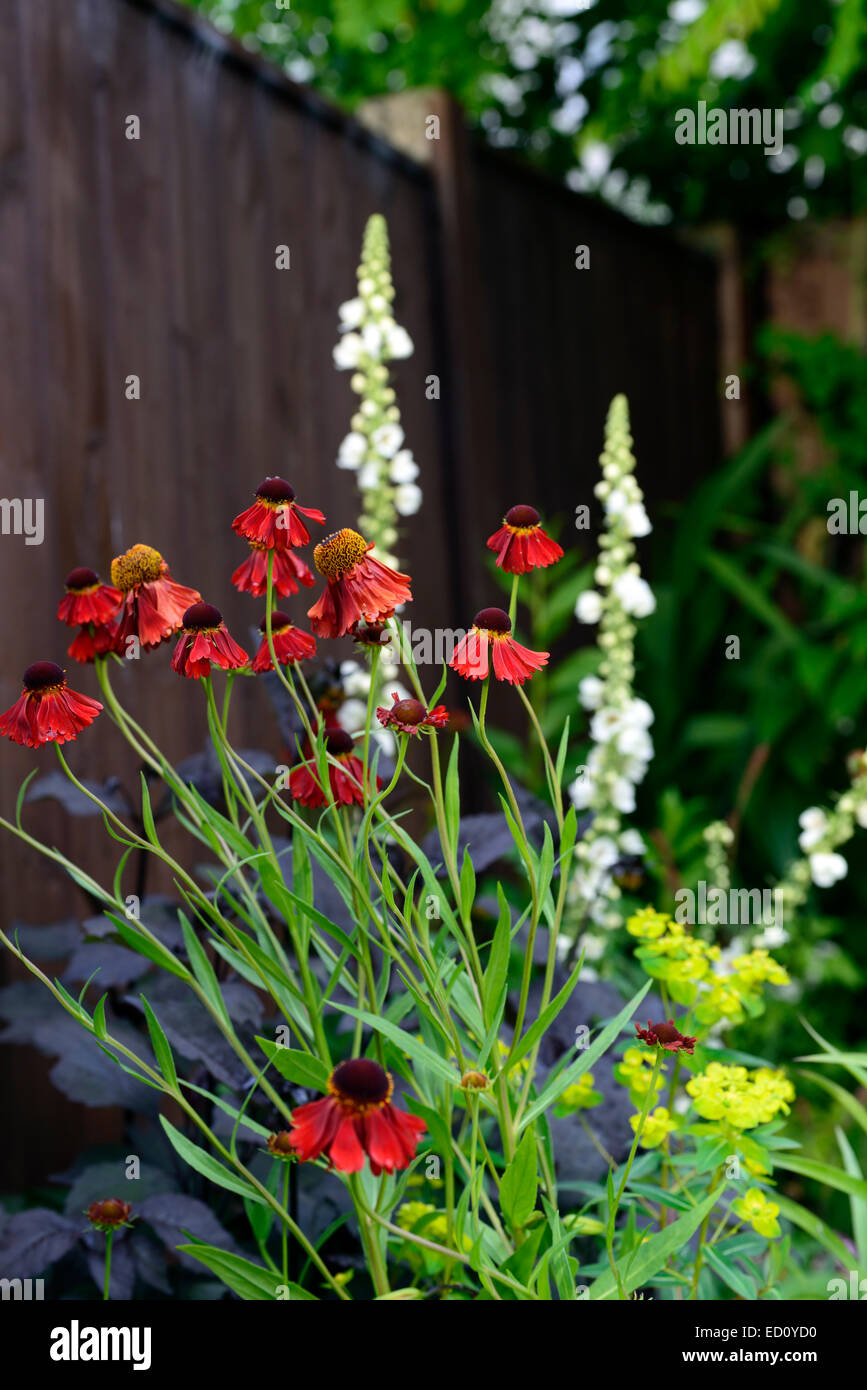 helenium verbascum euphorbia mixed planting scheme border small garden ...