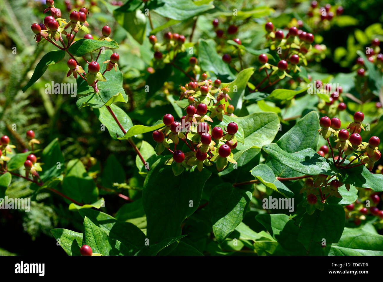 Hypericum red berries St Johns Wort medicinal plant shrub shrubs RM Floral Stock Photo