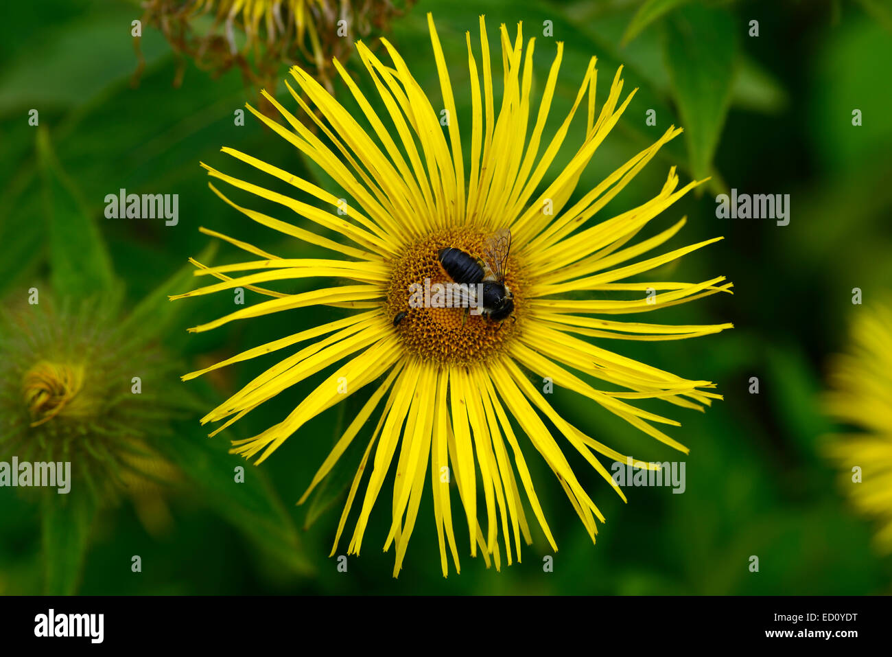 inula helenium Elecampane Horse-heal Marchalan yellow flower flowering medicinal plant perennial bee RM Floral Stock Photo