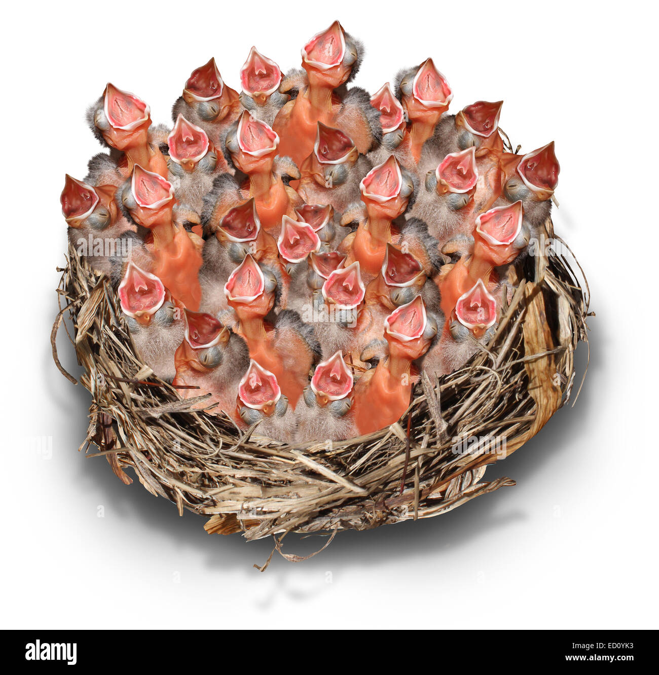 Demanding Citizens concept and social media symbol as a crowd metaphor with a big chaotic group of baby birds in a giant nest complaining to get services. Stock Photo