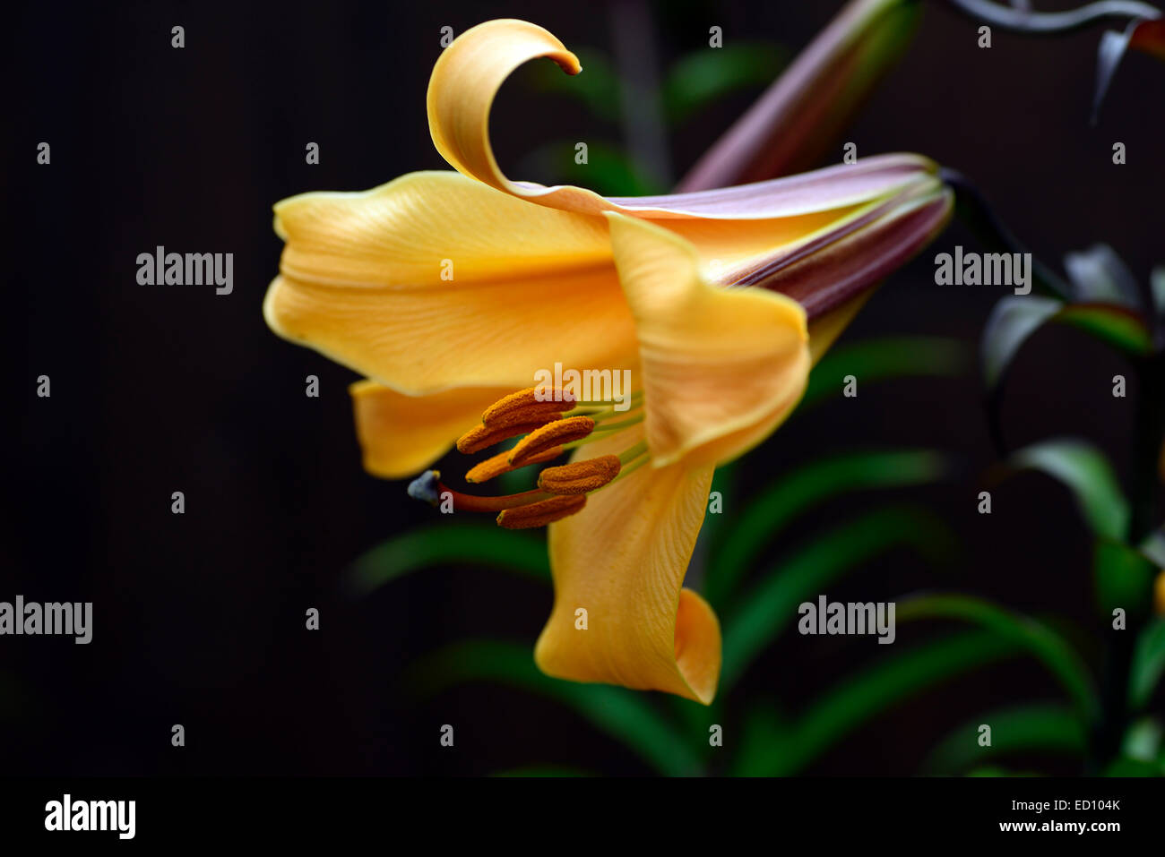 lilium african queen lily lillies trumpet scent scented flower flowers flowering yellow orange bloom RM floral Stock Photo