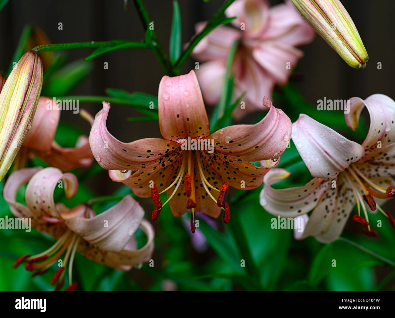 lilium lancifolium salmon colored tiger lily lilies bulbs summer flower