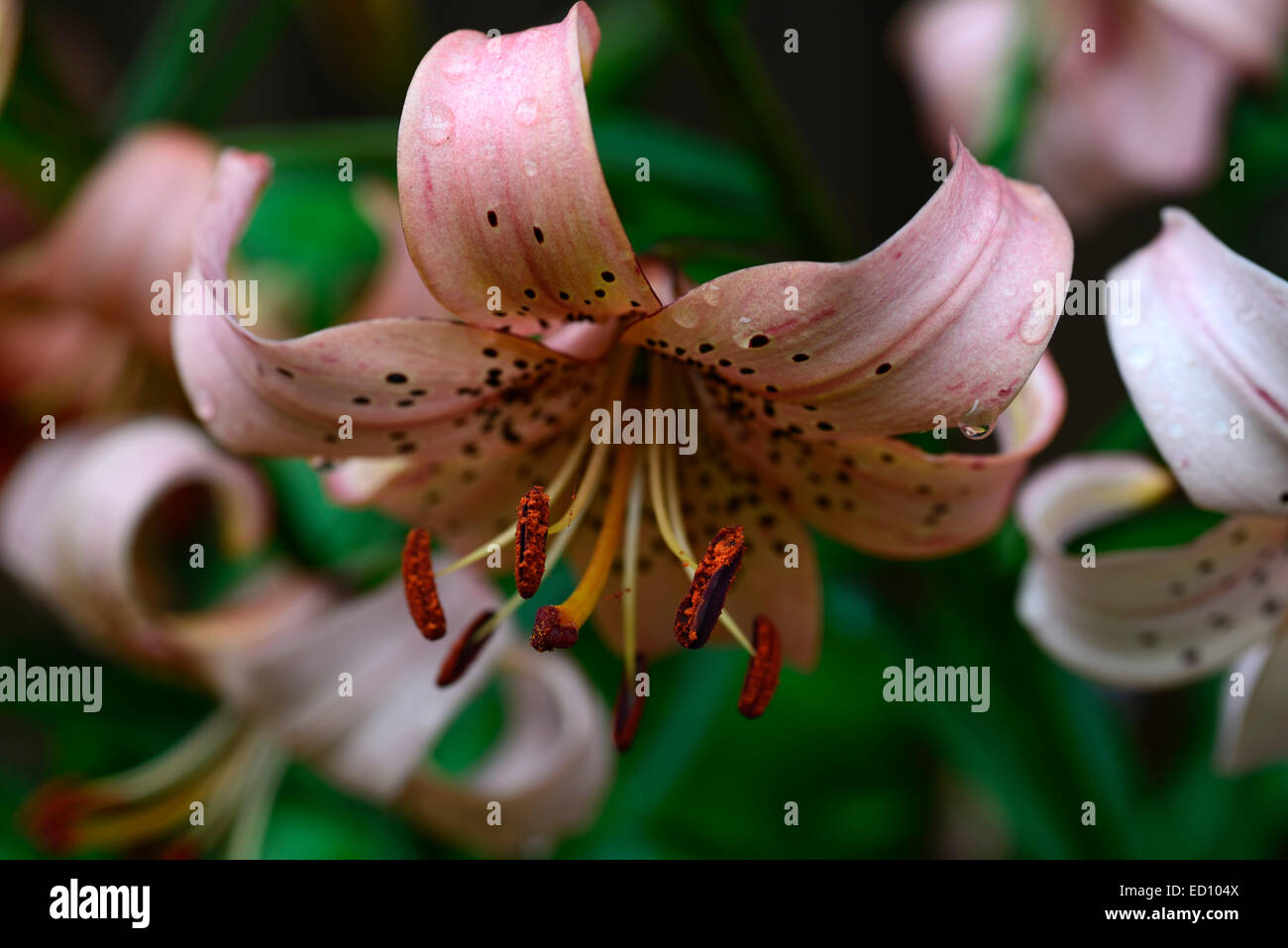 lilium lancifolium salmon colored tiger lily lilies bulbs summer flower