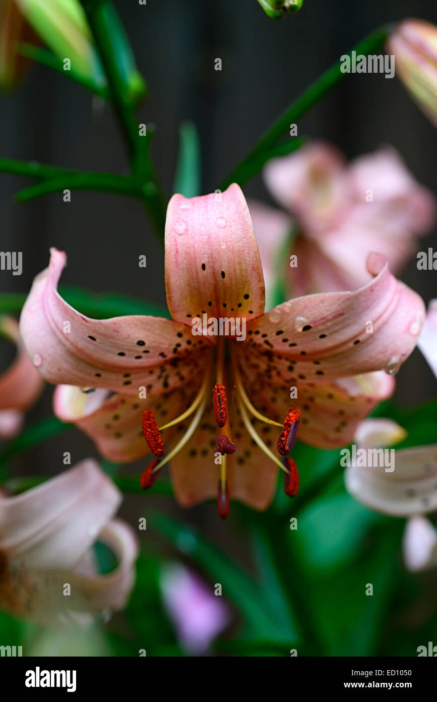 lilium lancifolium salmon colored tiger lily lilies bulbs summer flower
