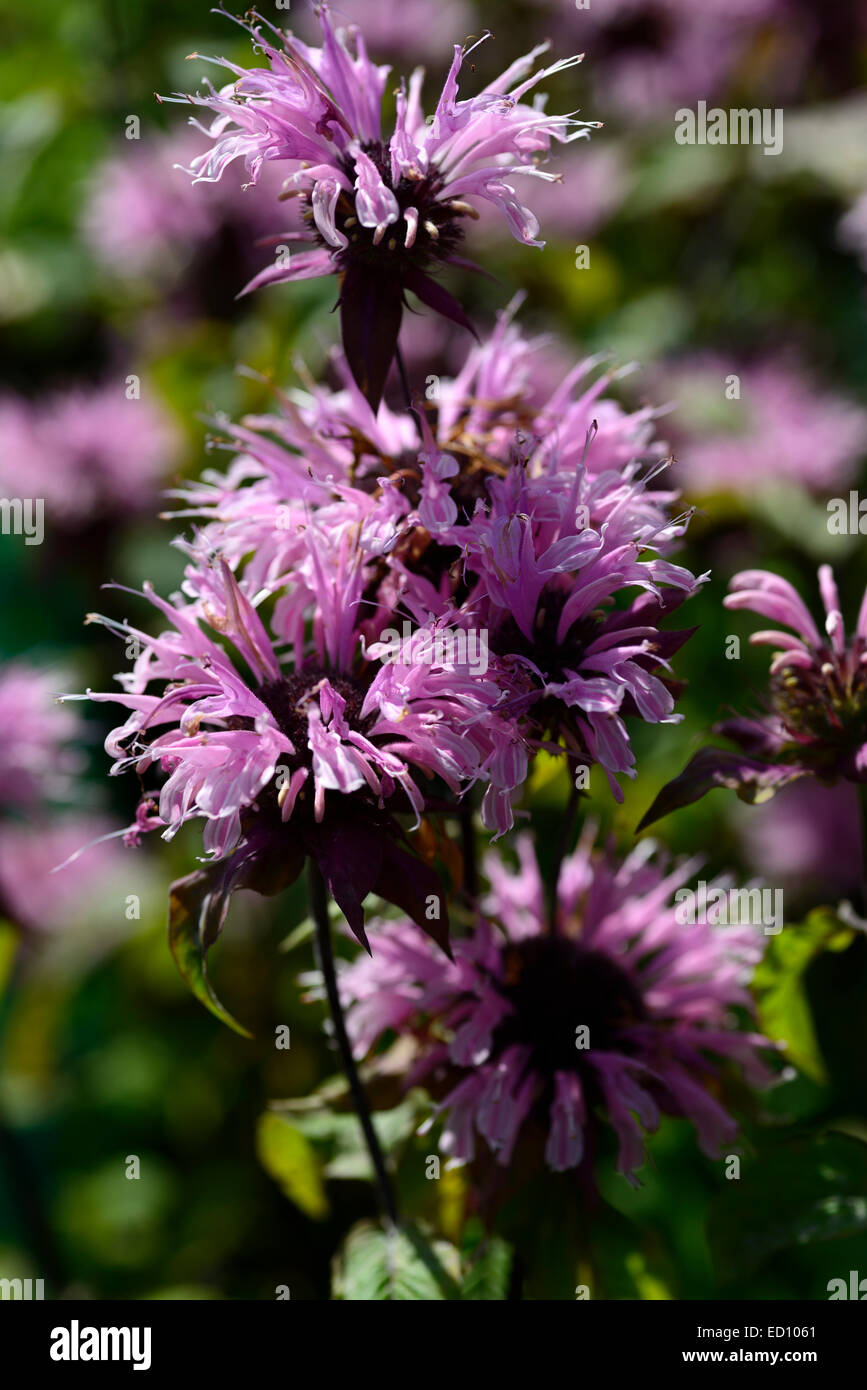 monarda didyma beauty of cobham bee balm bergamot pink purple flowers flower flwering perennial perennials RM Floral Stock Photo
