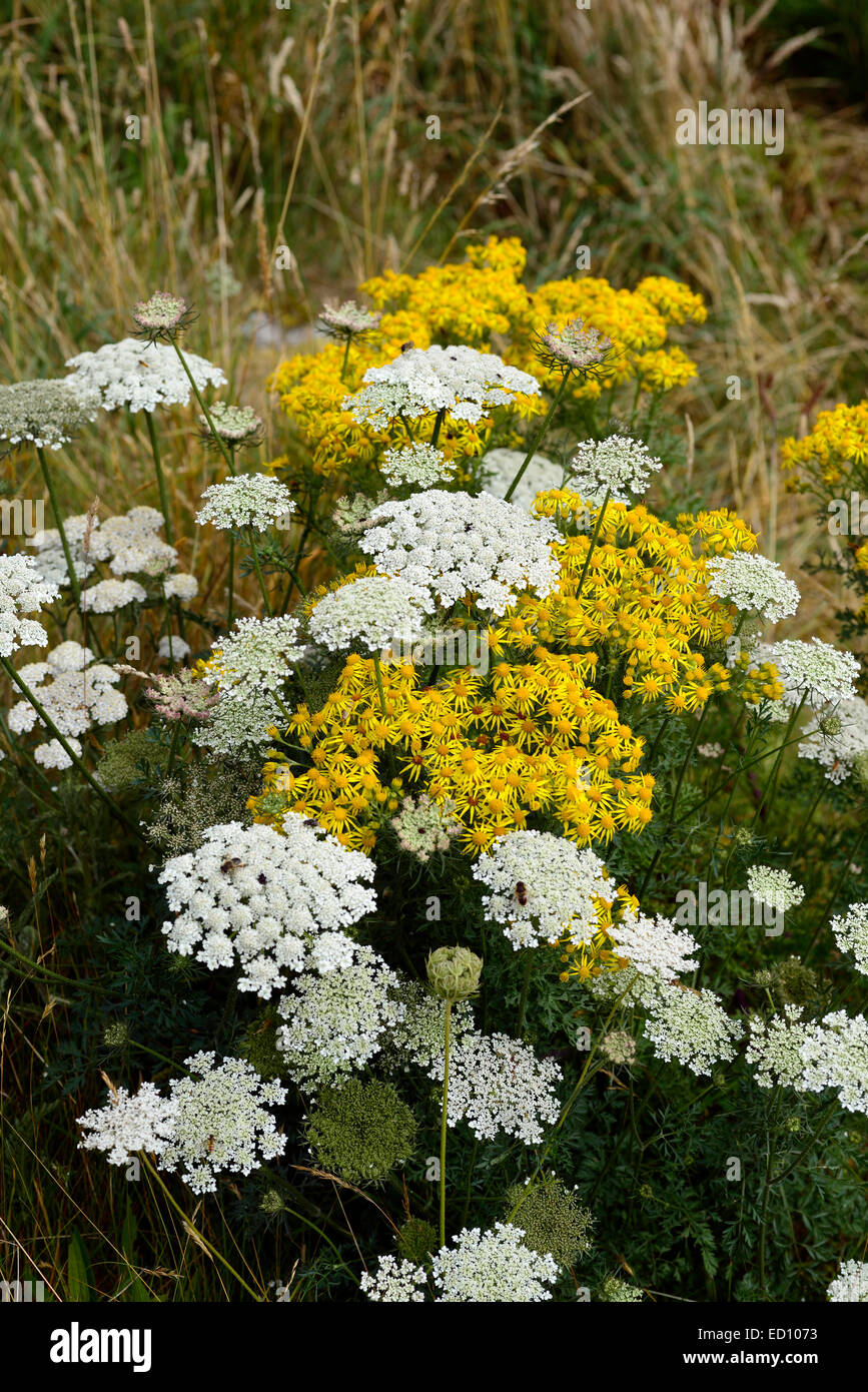 selinum tenuifolium syn wallichianum Senecio jacobaea white milk parsley Common Ragwort Jacobea Staggerwort plants RM Floral Stock Photo