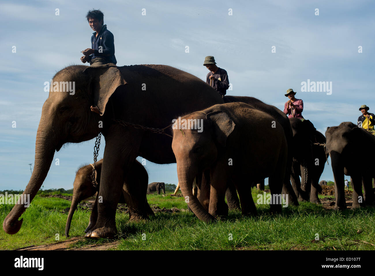 Elephant keepers take their elephants onto the feeding ground in Way Kambas National Park, Indonesia. Stock Photo