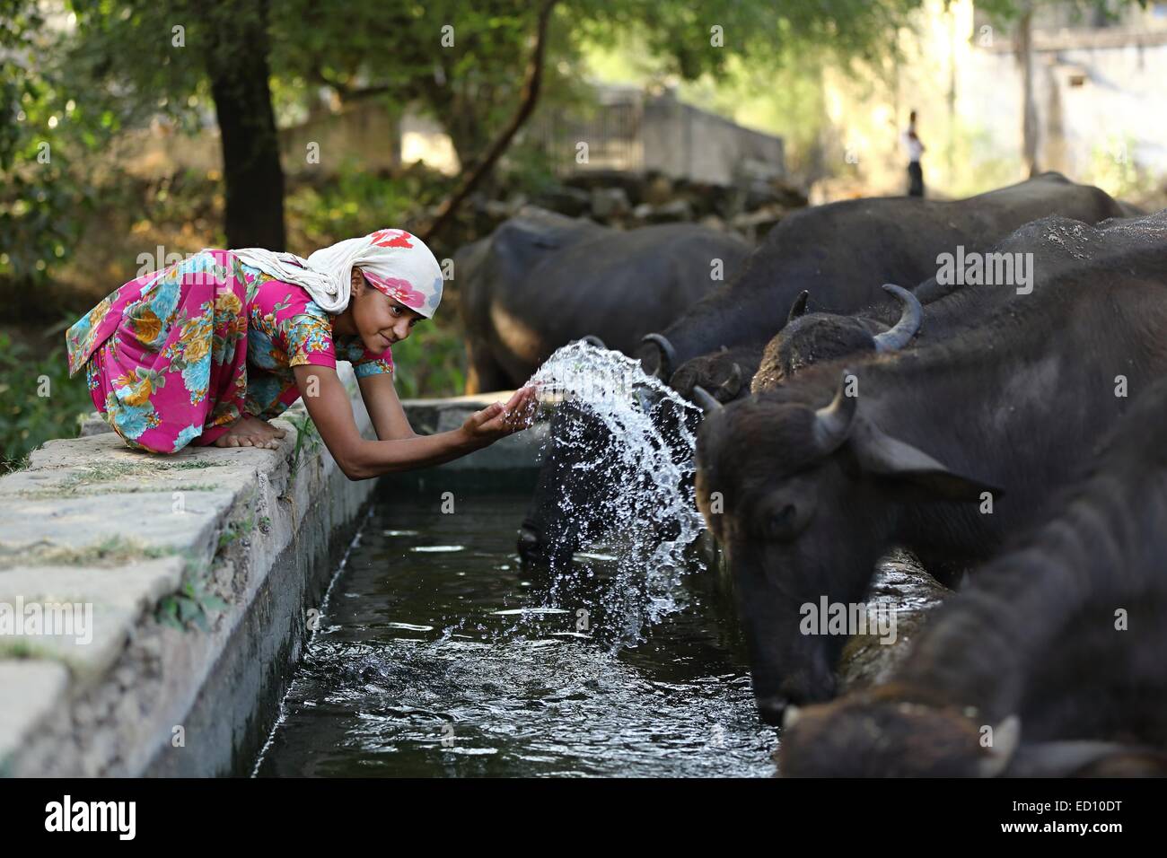 Indian girl splashing the buffaloes with water India Stock Photo