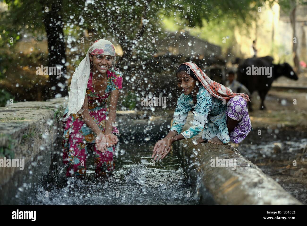 Indian girls splashing the buffaloes with water India Stock Photo