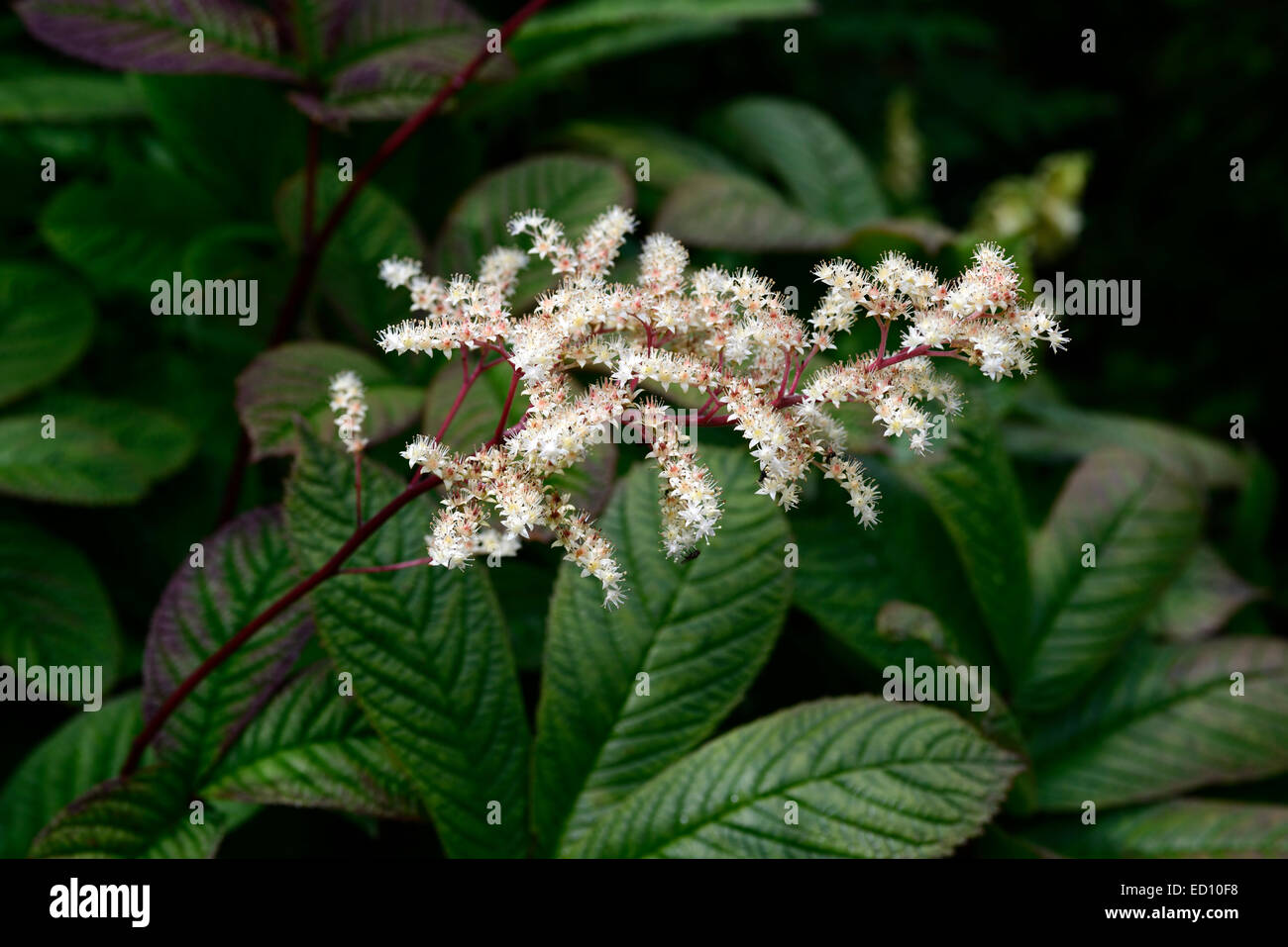 Rodgersia aesculifolia cream pink flowers flowering panicles clump-forming rhizomatous perennial RM Floral Stock Photo