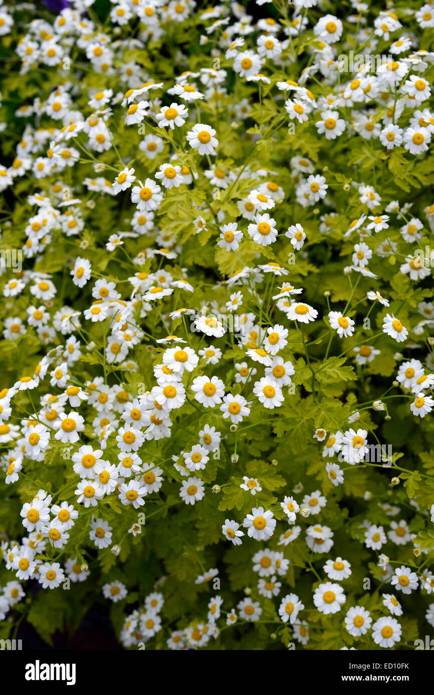 Herbs With White Flowers, Tanacetum Parthenium Feverfew White Flowers Flower Flowering Medicinal Herb Herbs Traditional Herbal Garden Gardens Annual Rm Floral Stock Photo Alamy, Maybe you would like to learn more about one of these?