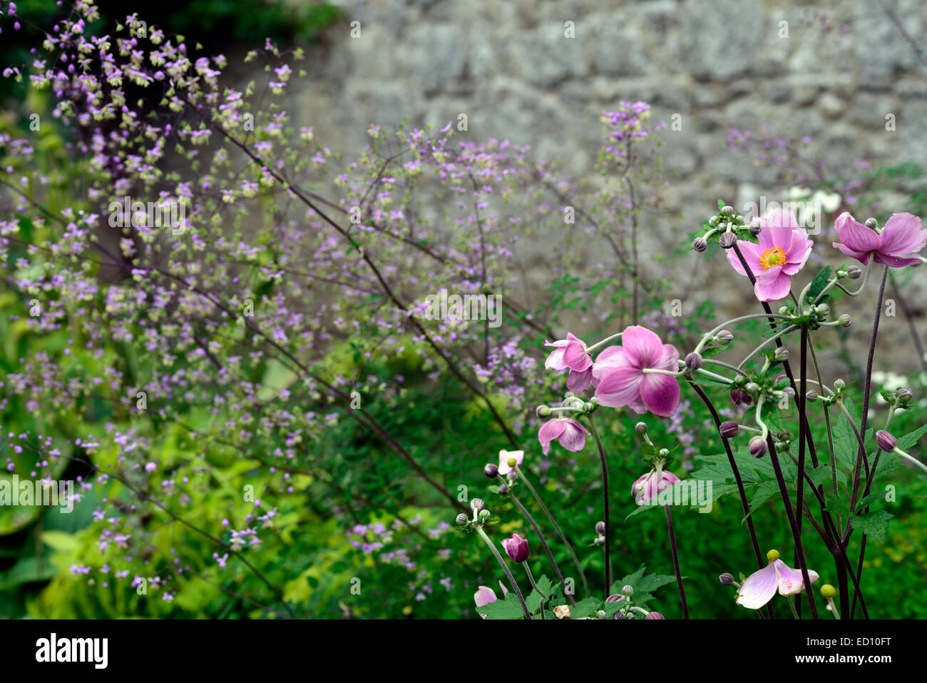 thalictrum delavayi Anemone hupehensis Praecox mixed herbaceous perennial border walled garden pink purple flowers RM Floral Stock Photo