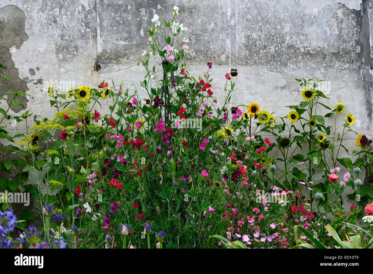 wildflowers sunflowers sweet peas wildlife friendly planting scheme