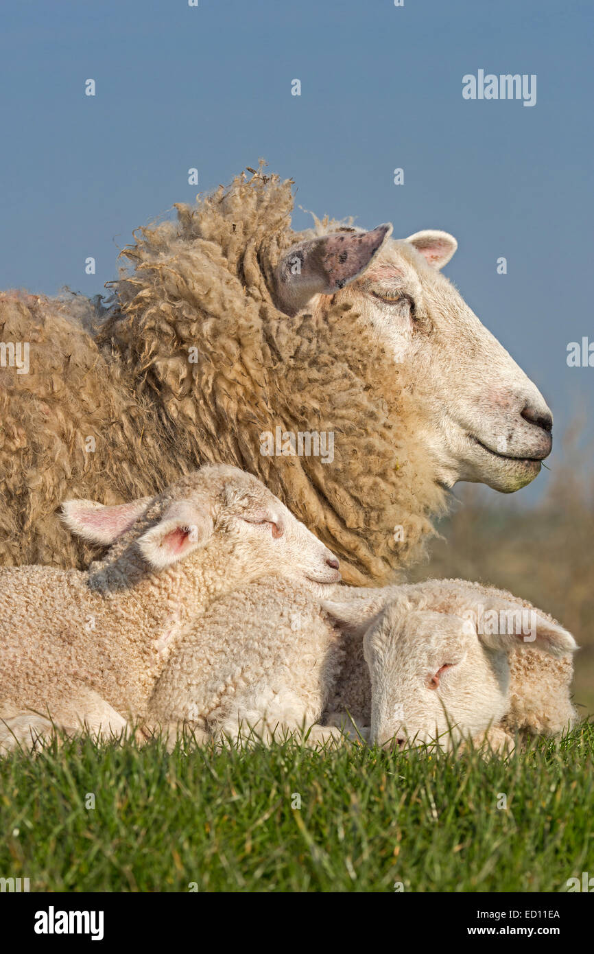 Sheep with young animals, North Frisia, Schleswig-Holstein, Germany, Europe Stock Photo
