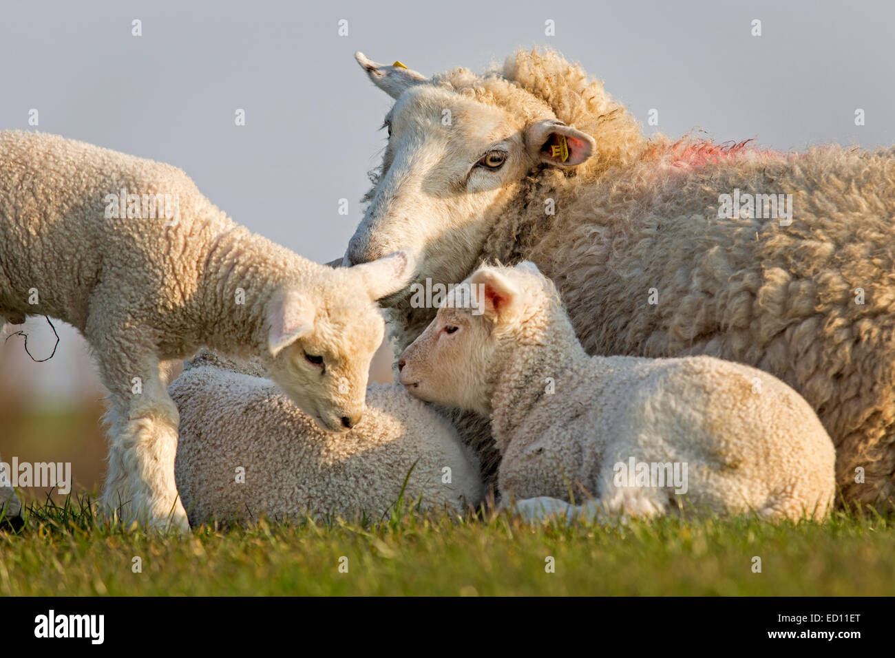 Sheep with young animals, North Frisia, Schleswig-Holstein, Germany, Europe Stock Photo