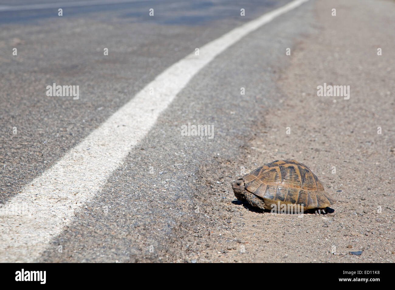 Eastern Hermann's tortoise (Testudo hermanni boettgeri) crossing road in Turkey Stock Photo