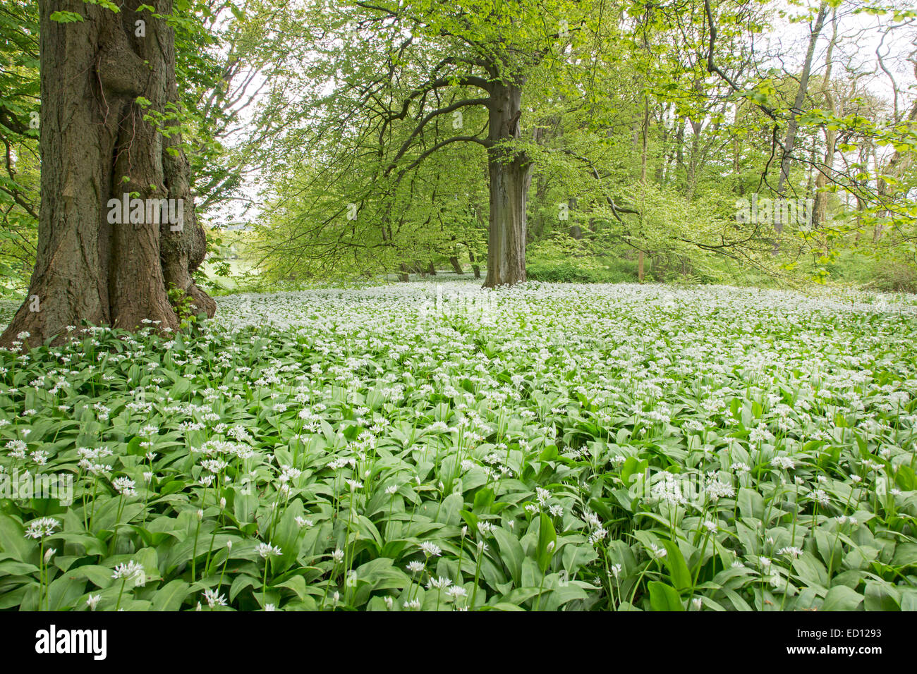 Blossoming Ramson (Allium ursinum, Putbus, Rügen, Germany, Europe Stock Photo