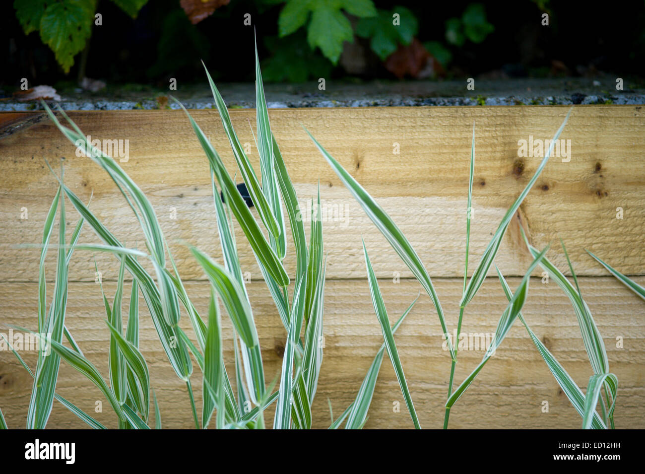 Fronds of Phalaris arundinacea ‘Picta’ against a wood covered wall in a garden in Scotland Stock Photo