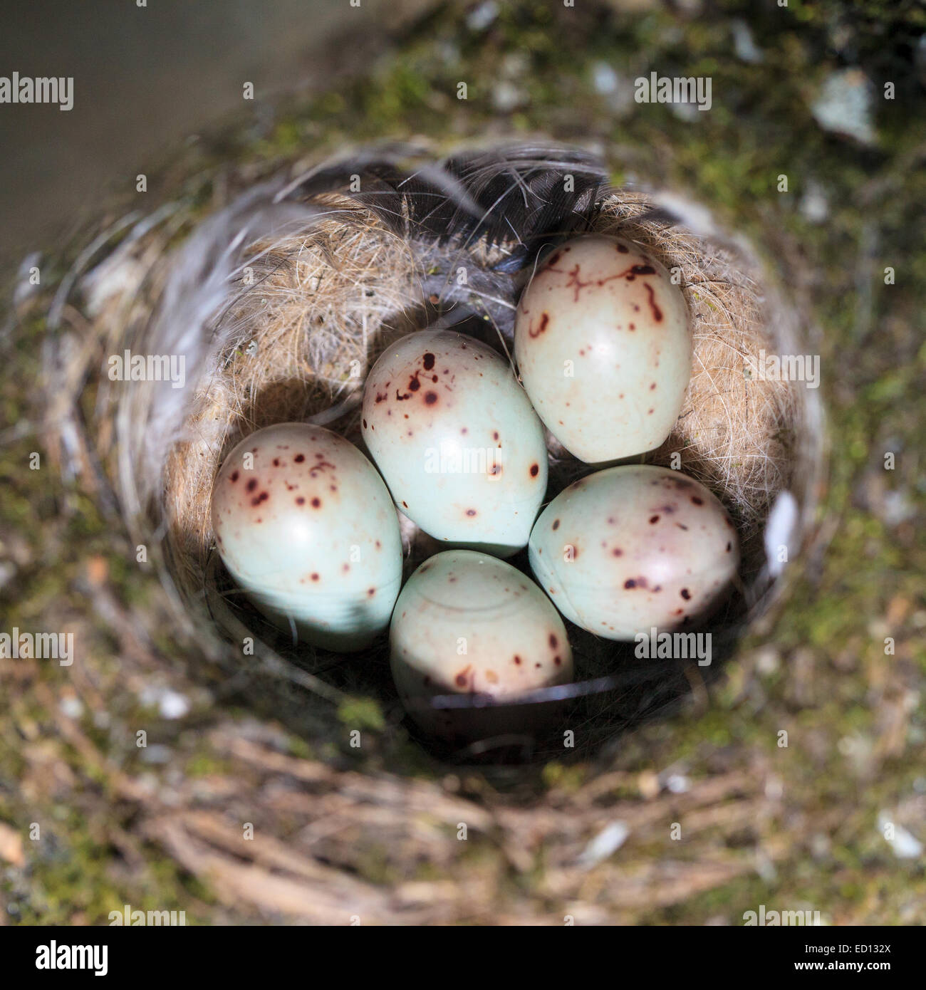 Nest of Chaffinch (Fringilla coelebs) with eggs. Stock Photo