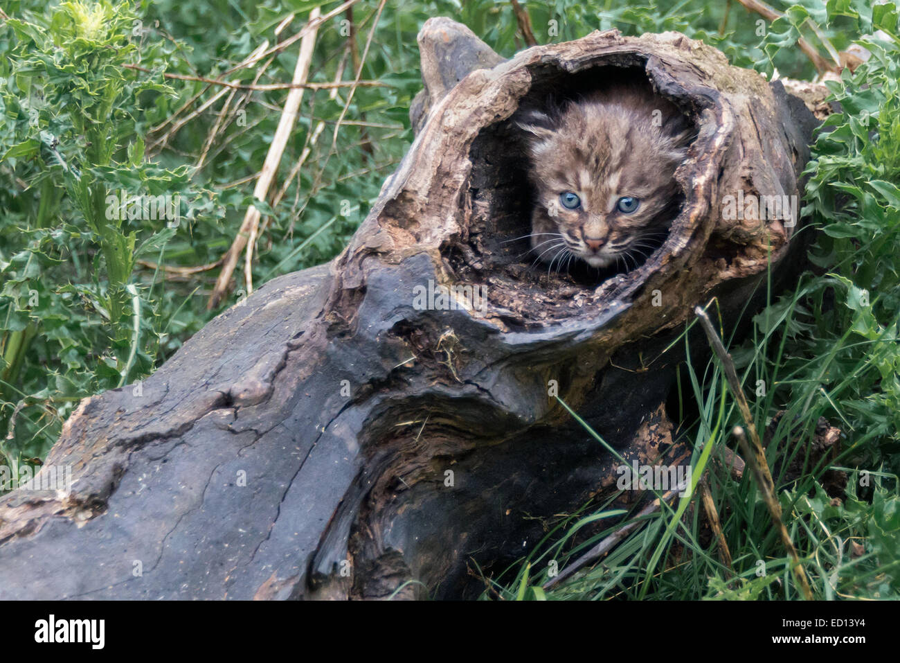 Young bobcat kitten in a hollow log, Sandstone, Minnesota, USA Stock Photo