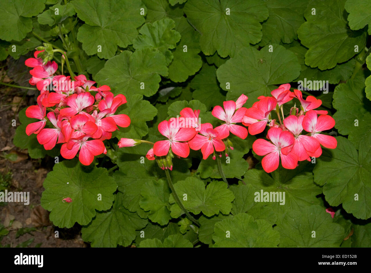 Cluster of red geranium flowers with white throats among emerald green foliage Stock Photo