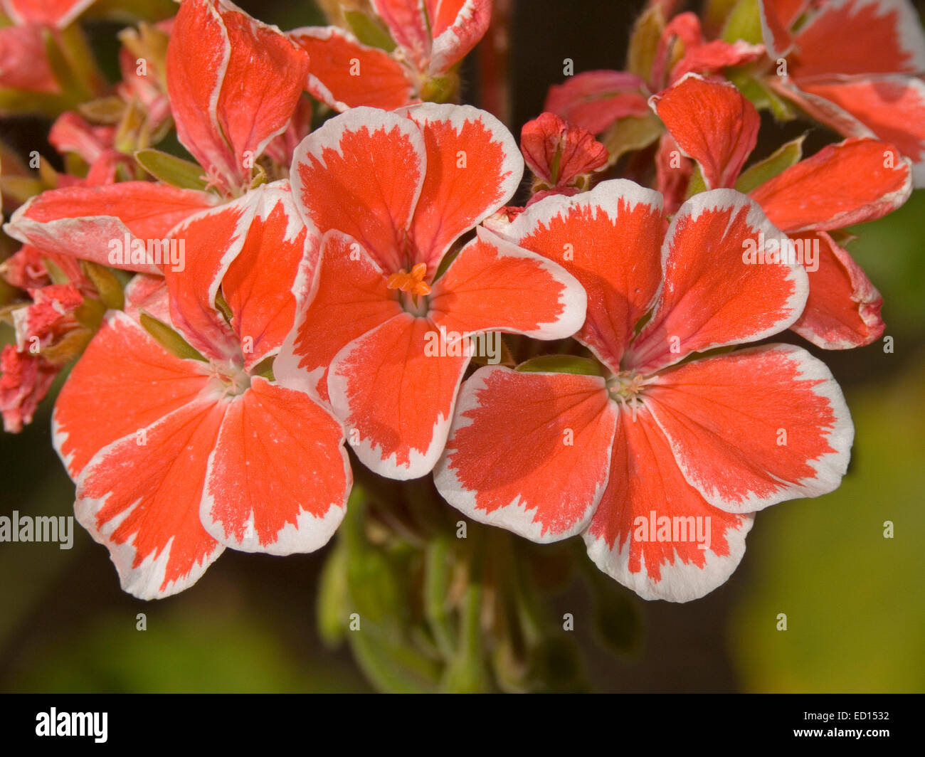 Cluster of bright orange flowers, with petals edged with white, of geranium Mr Wren against background of green foliage Stock Photo