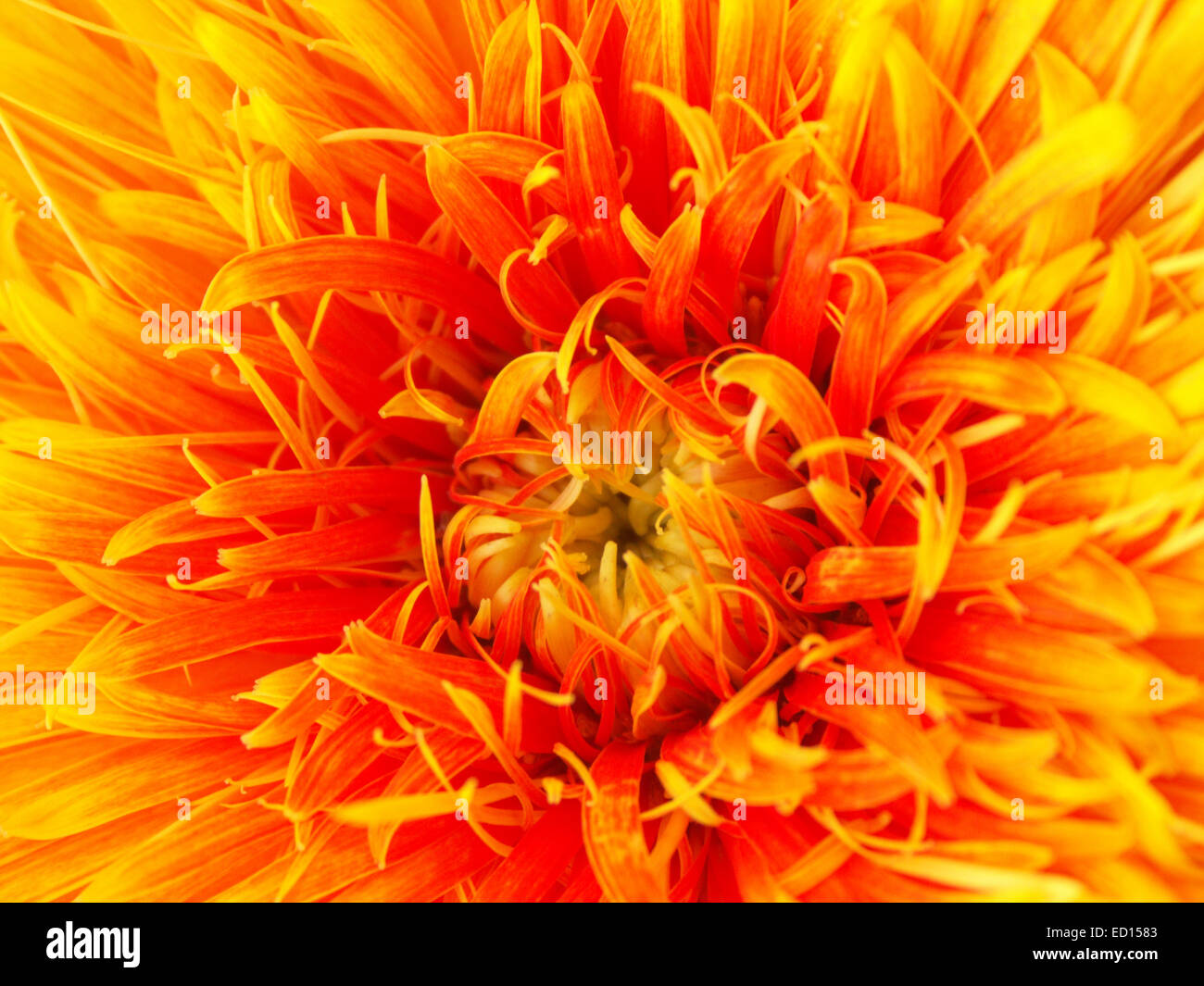 Close-up of stunning vivid orange double flower of Gerbera bauerii nobleflora 'Sunbeam'  with multiple layers of petals Stock Photo