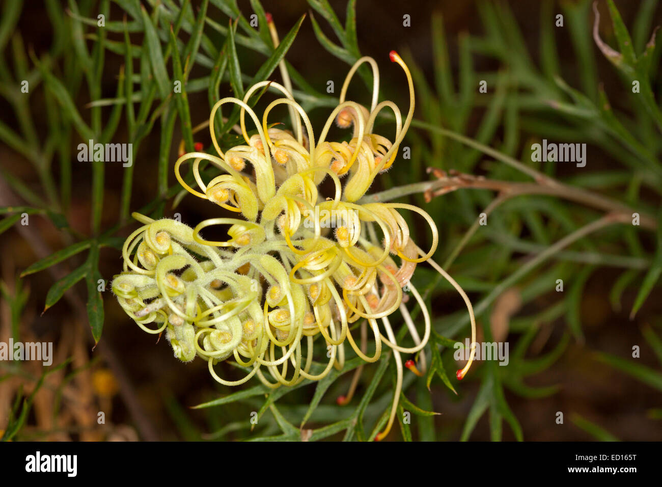 Spectacular pale yellow flower of Grevillea Peaches & Cream, Australian native plant, against background of emerald green leaves Stock Photo