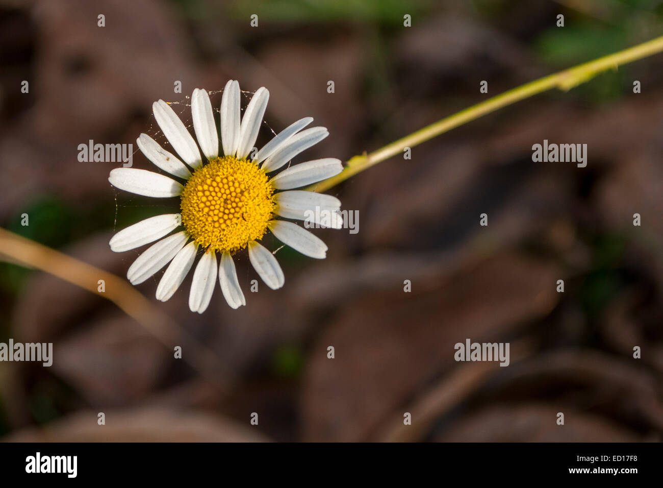 closeup picture of a daisy taken in November Stock Photo