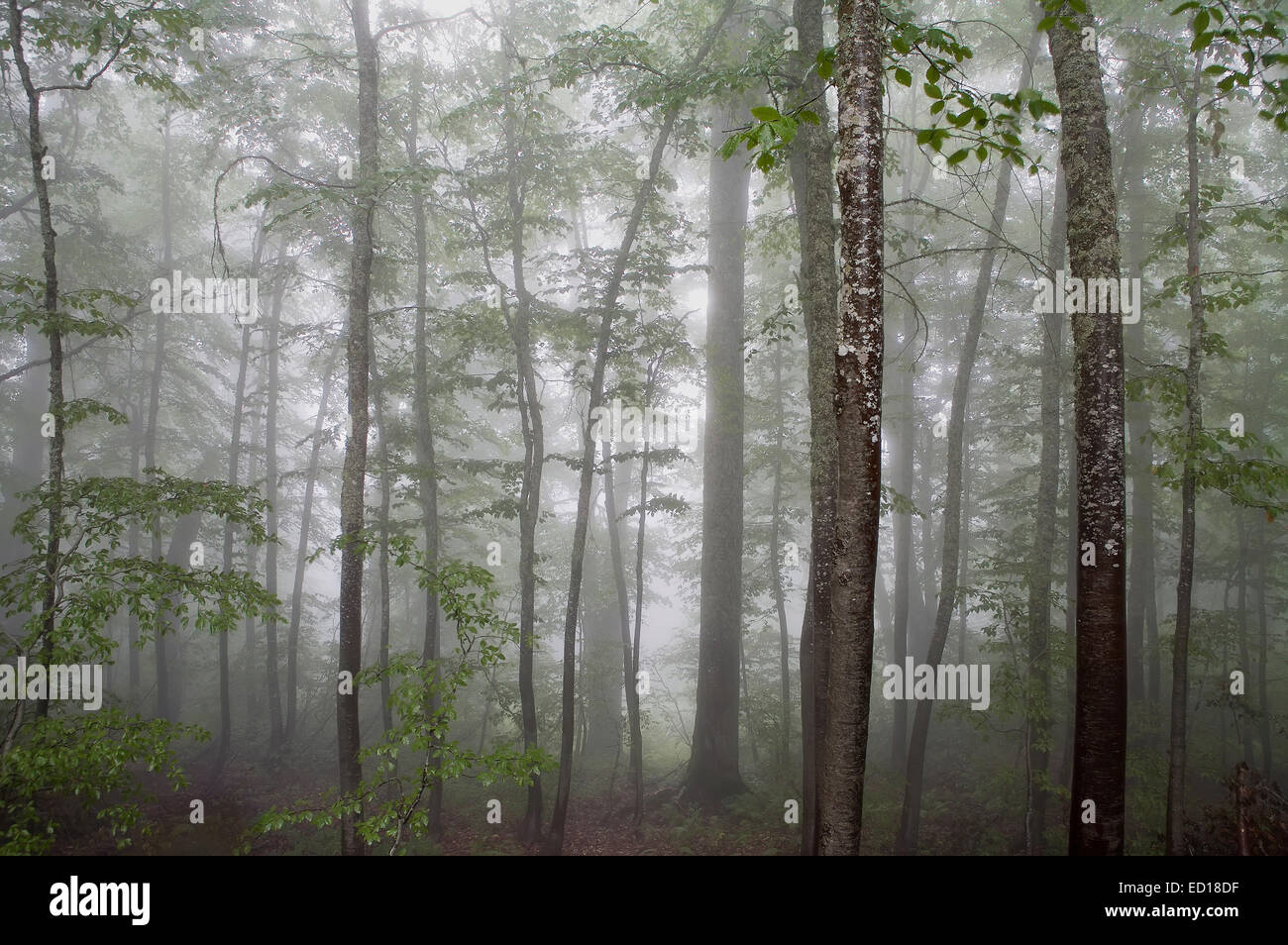 Fog covered leaves hi-res stock photography and images - Alamy