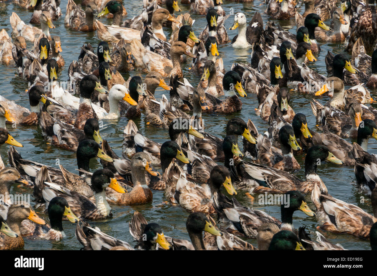 Kerala, India - duck farming on the Pamba river delta waterways and paddy fields. Huge flocks of ducks commercially bred. Stock Photo