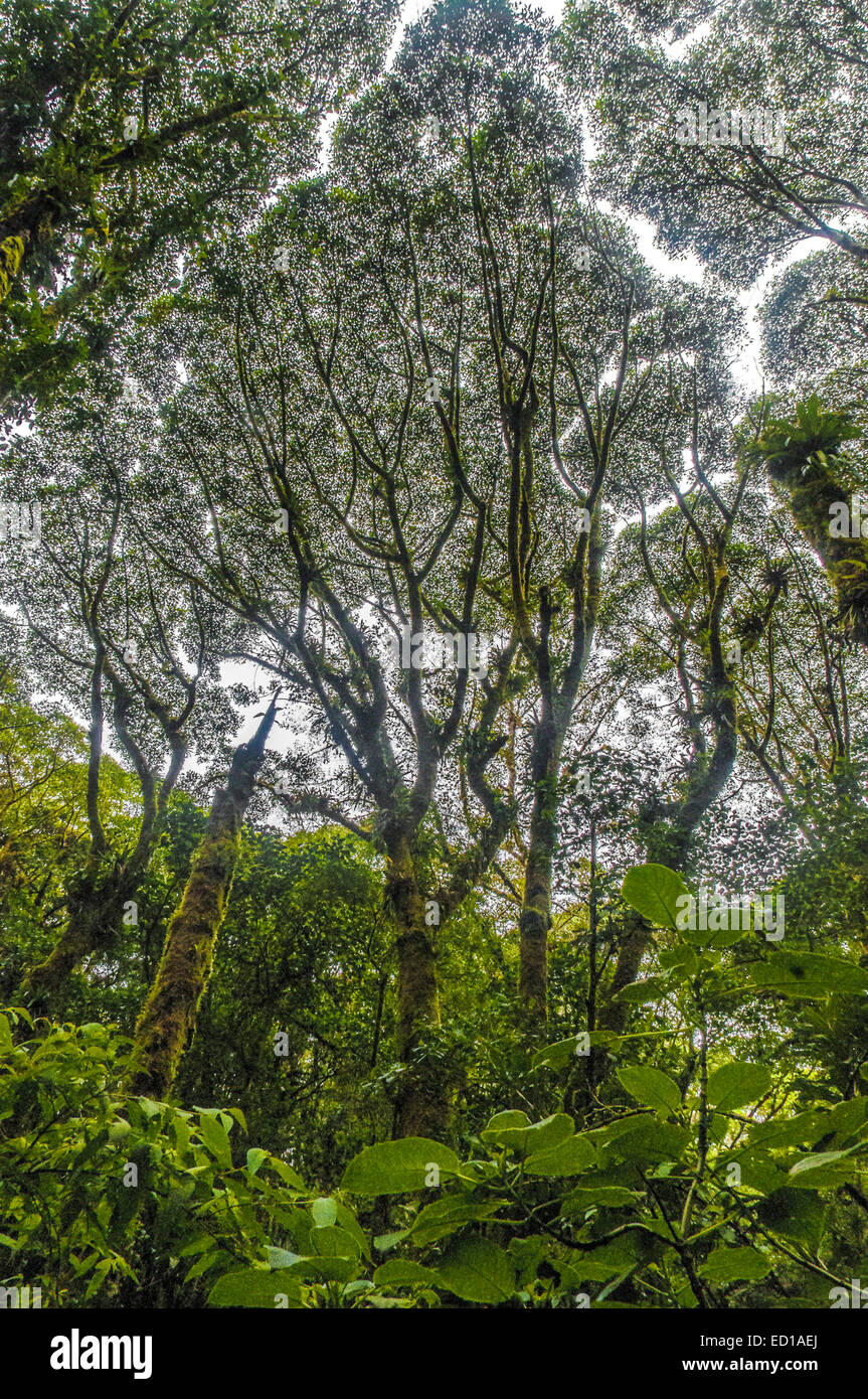 Rain forest tree canopy blocks the sun above jungle undergrowth. Stock Photo