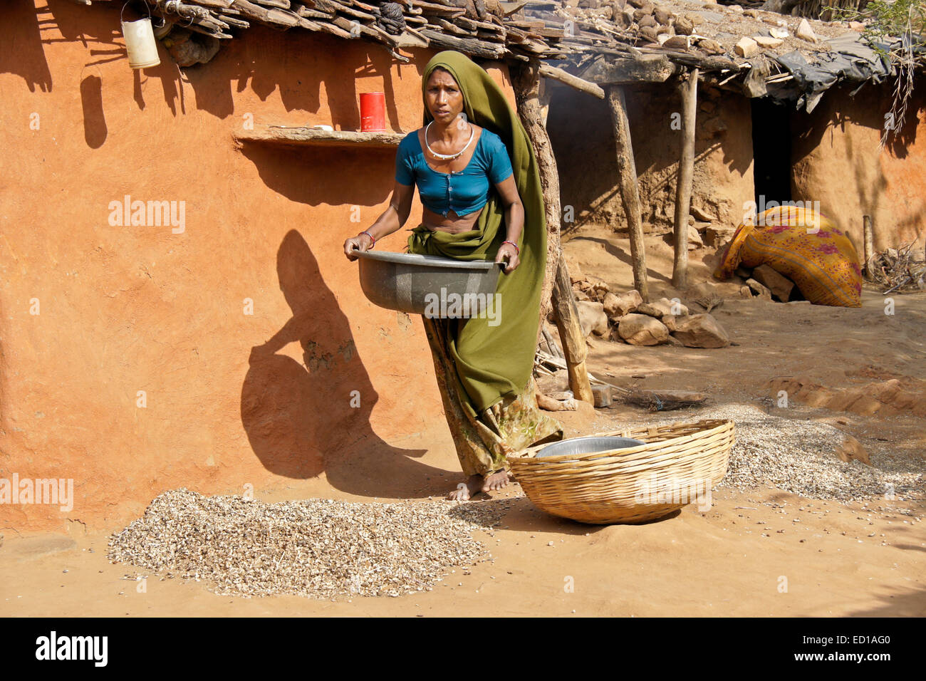 Woman of Adivasi tribe cleaning beans in village near Poshina, Gujarat, India Stock Photo