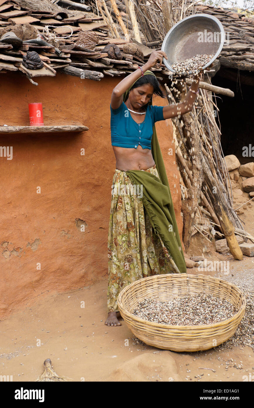 Woman of Adivasi tribe winnowing beans in village near Poshina, Gujarat, India Stock Photo