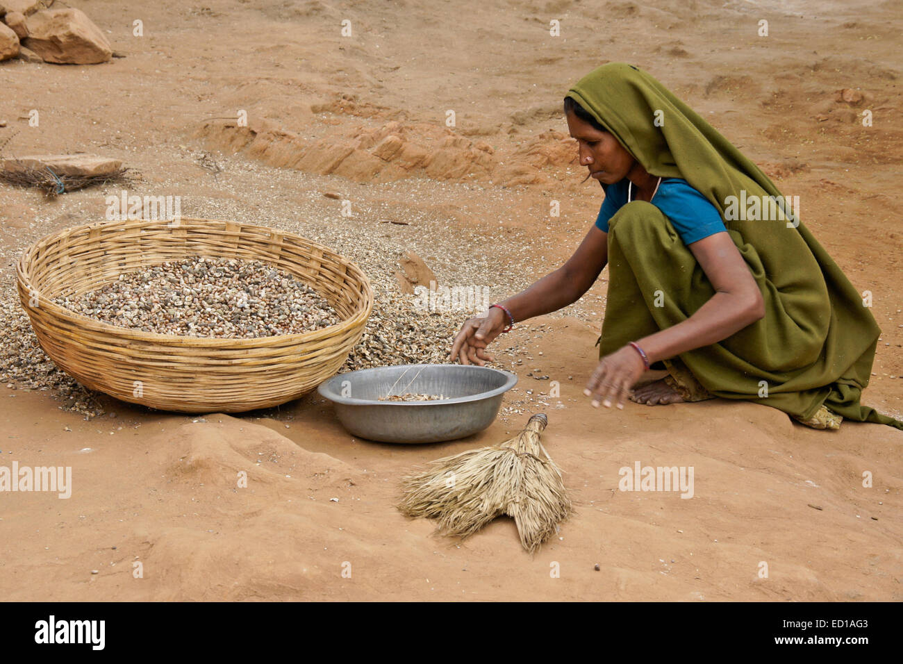 Woman of Adivasi tribe cleaning beans in village near Poshina, Gujarat, India Stock Photo