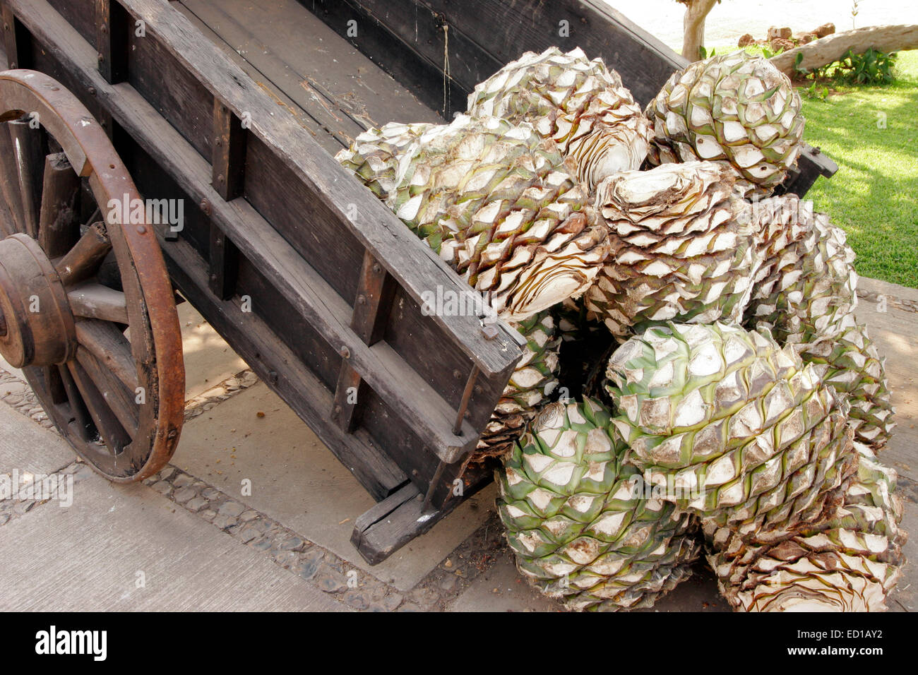 A mature agave pina weighs from 20 - 40kg (50-100 lbs) and each will yield an average of 5-7 liters of tequila. Jalisco, Mexico Stock Photo