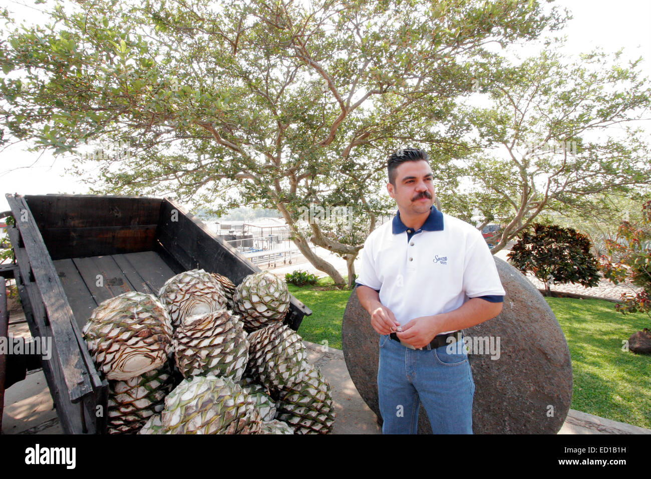 A mature agave pina weighs from 20-40kg. Each will yield an average of 5-7 liters of tequila, Rancho el Indio, Tequila, Mexico Stock Photo